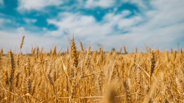 Canadian Agriculture, Grains and Pulses Export